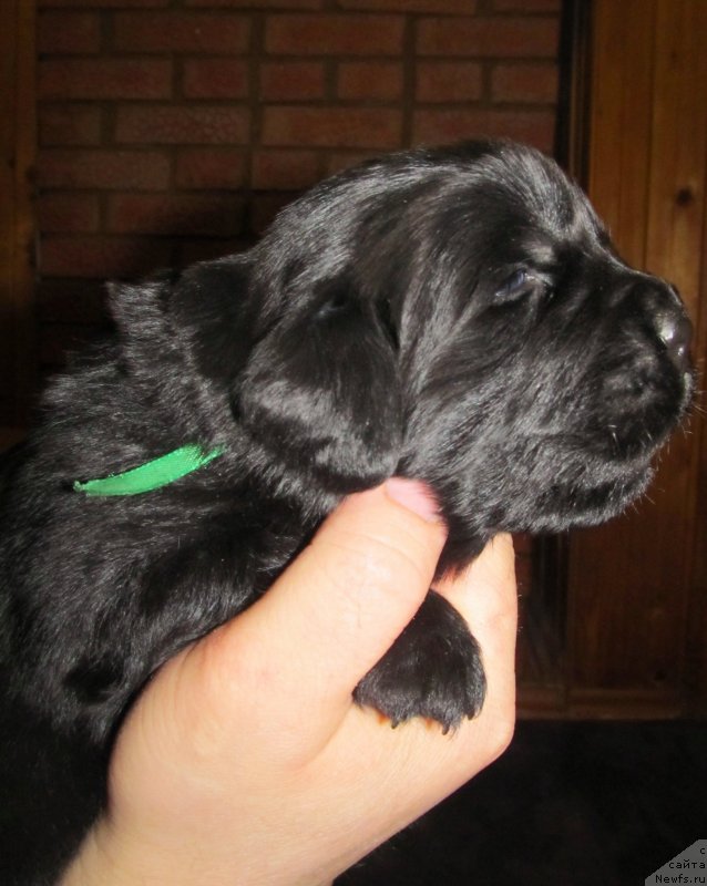 Фото: Доча, ньюфаундленд Val'kiriya Sigryun (Валькирия Сигрюн), родители, ньюфаундленд Ih Vyisochestvo Vladlena Madjiks (Их Высочество Владлена Маджикс), ньюфаундленд S'Nezhnaya Vjuga Armando Parusso (С'Нежная Вьюга Армандо Паруссо)