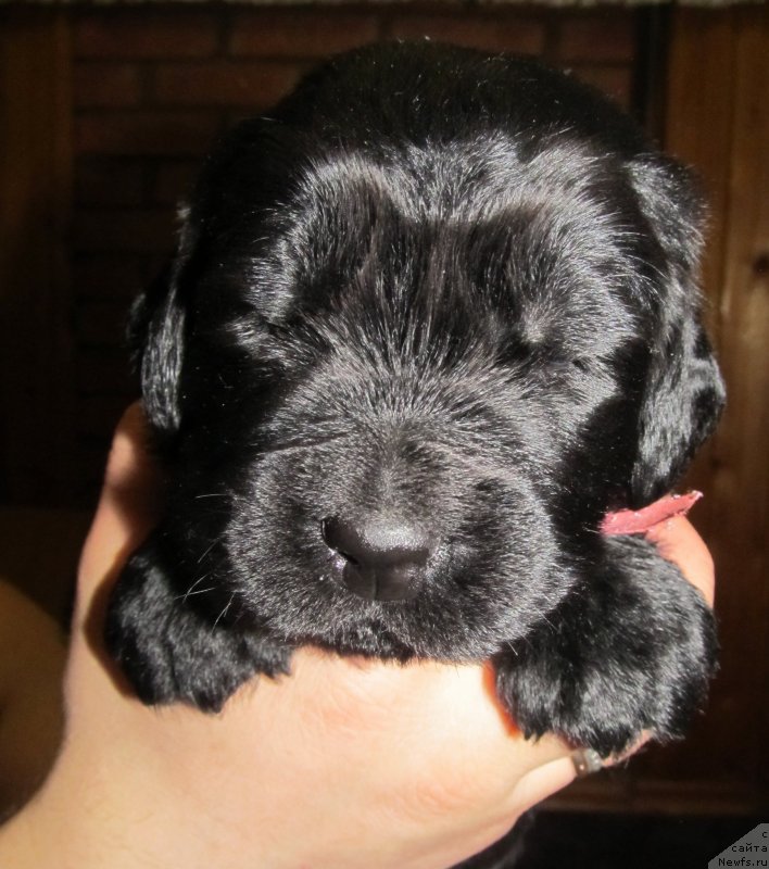 Фото: Доча, ньюфаундленд Vaviloniya Best (Вавилония Бест), родители, ньюфаундленд Ih Vyisochestvo Vladlena Madjiks (Их Высочество Владлена Маджикс), ньюфаундленд S'Nezhnaya Vjuga Armando Parusso (С'Нежная Вьюга Армандо Паруссо)