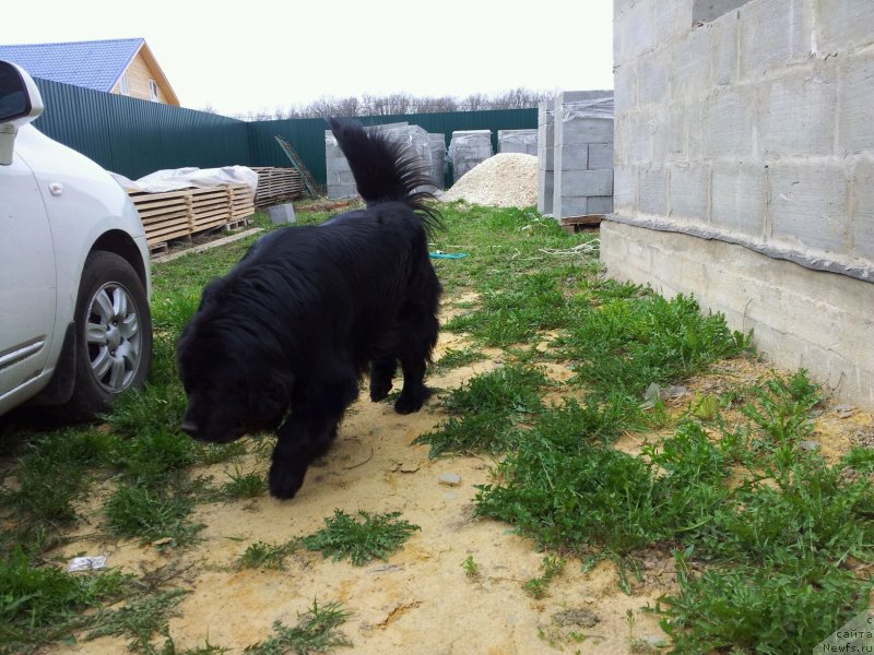 Фото: ньюфаундленд Krass (Красс)