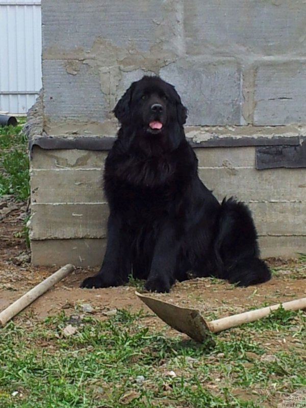 Фото: ньюфаундленд Krass (Красс)