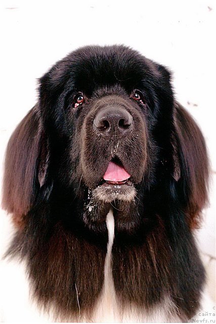 Фото: ньюфаундленд CHernyiy SHarm Vellington (Черный Шарм Веллингтон)
