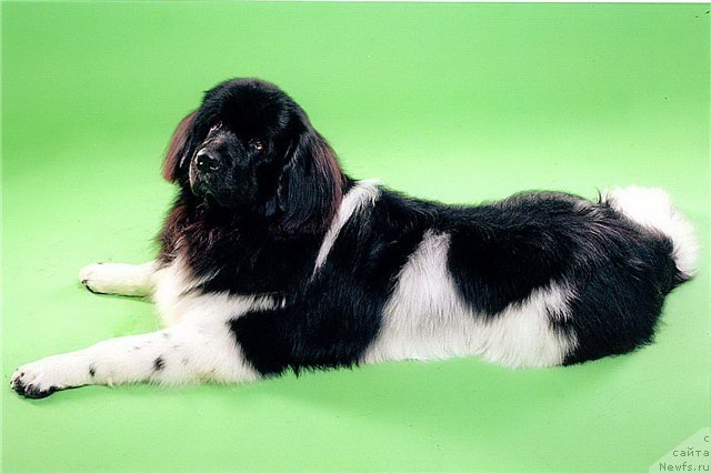 Фото: ньюфаундленд CHernyiy SHarm Vellington (Черный Шарм Веллингтон)