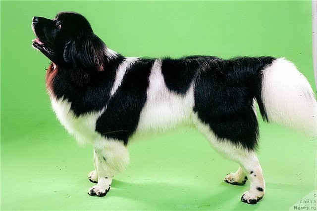 Фото: ньюфаундленд CHernyiy SHarm Vellington (Черный Шарм Веллингтон)