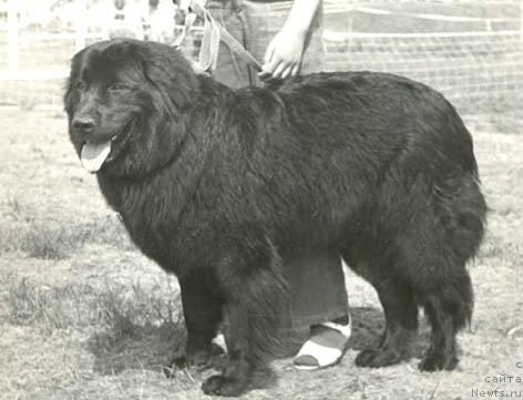 Фото: ньюфаундленд Bi Djerri YAdr (Би Джерри Ядр)