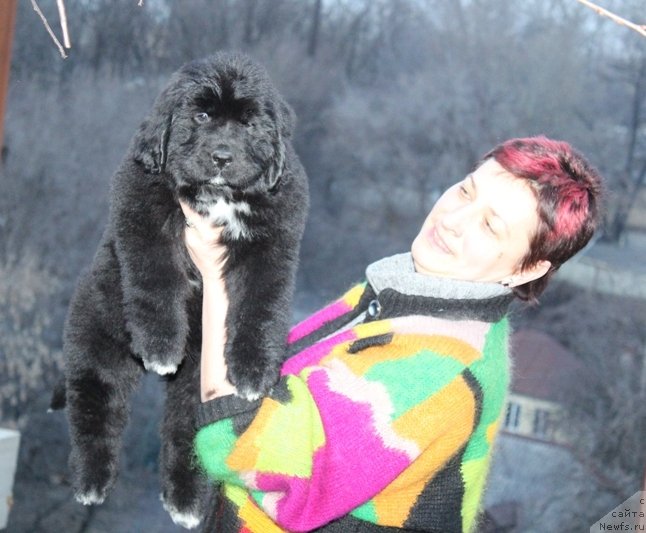 Фото: ньюфаундленд Akvatoriya Kelvin SCH'armi Solley (Акватория Келвин Щ'арми Соллей)