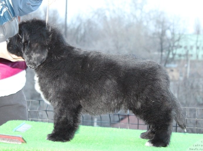 Фото: ньюфаундленд Akvatoriya Kelvin SCH'armi Solley (Акватория Келвин Щ'арми Соллей)