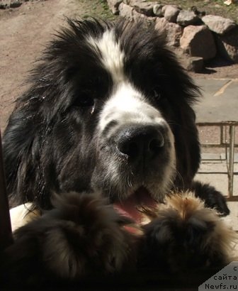 Фото: ньюфаундленд Kirieleison Angel of Takeitslowly