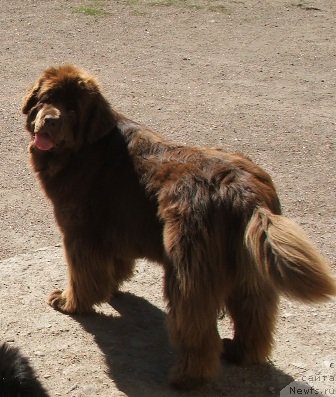 Фото: ньюфаундленд Take It Slowly Blu Plushevay Panda