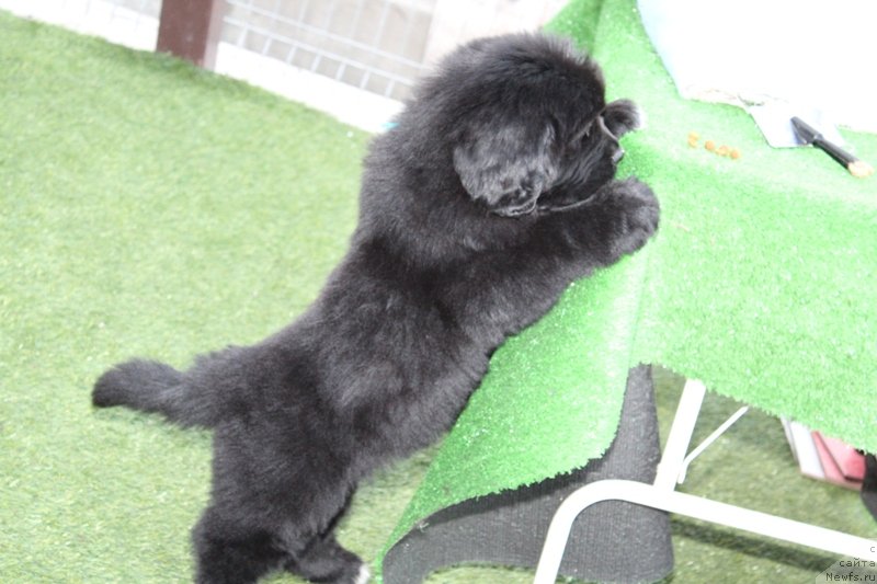 Фото: ньюфаундленд Aquatoriya Kelvin Schegol (Акватория Келвин Щёголь)