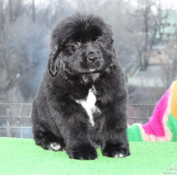 Фото: ньюфаундленд Aquatoriya Kelvin Schegol (Акватория Келвин Щёголь)