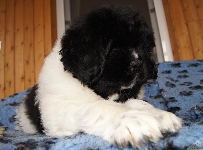 Фото: ньюфаундленд Super Bizon Cosmos (Супер Бизон Космос)