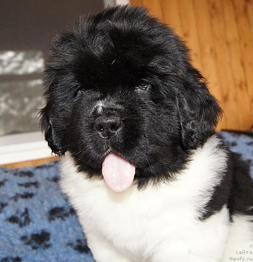 Фотография № 124326