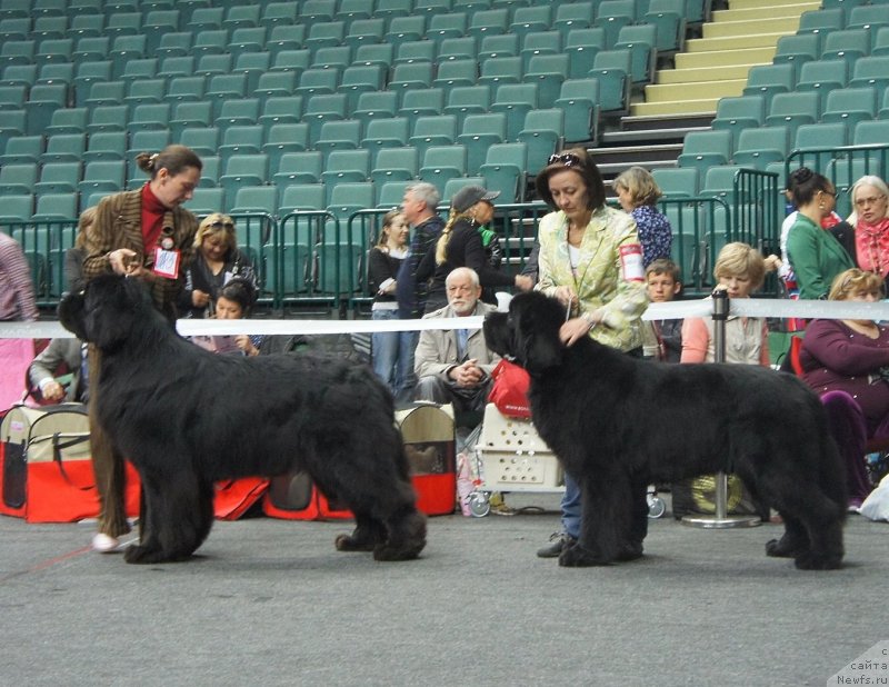 Фото: № 385, ньюфаундленд Aquatoriya Kelvin Kilimandzharo (Акватория Келвин Килиманджаро), Отл -1 ЛК, ЛПП, СACIB!!!
№386, ньюфаундленд Beguschaya po Volnam Sun in My Hand (Бегущая по Волнам Сун ин Му Ханд), Отл -3