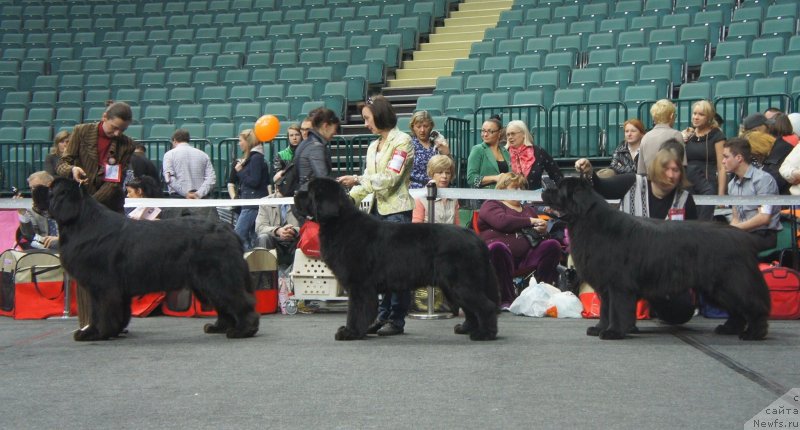 Фото: Кобели Чемпионы 

№ 385, ньюфаундленд Aquatoriya Kelvin Kilimandzharo (Акватория Келвин Килиманджаро), Отл -1 ЛК, ЛПП, СACIB!!!
№386, ньюфаундленд Beguschaya po Volnam Sun in My Hand (Бегущая по Волнам Сун ин Му Ханд), Отл -3 
№387, ньюфаундленд Matvey s Berega Dona (Матвей с Берега Дона), Отл -2