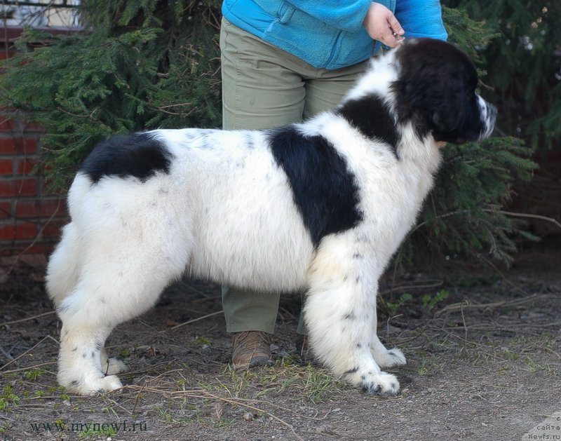 Фото: ньюфаундленд Sent Djons Vanilla Ice (Сент Джонс Ванилла Айс)