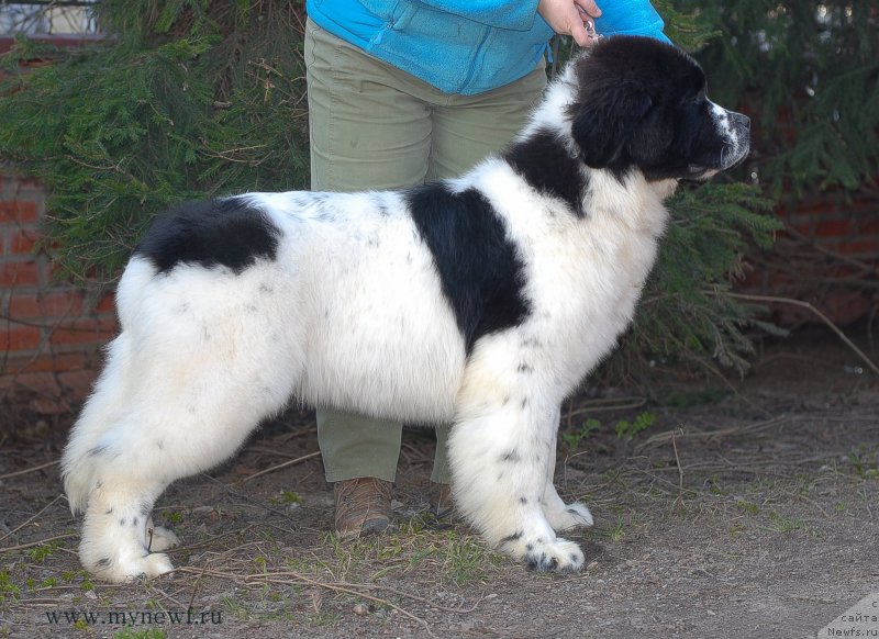 Фото: ньюфаундленд Sent Djons Vanilla Ice (Сент Джонс Ванилла Айс)