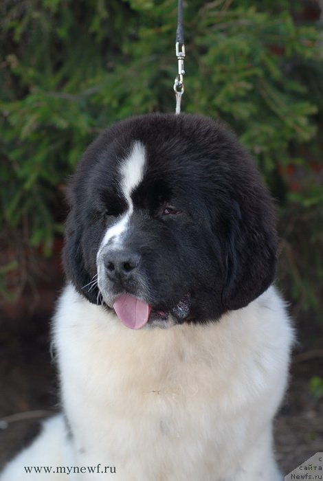 Фото: ньюфаундленд Sent Djons Vanilla Ice (Сент Джонс Ванилла Айс)