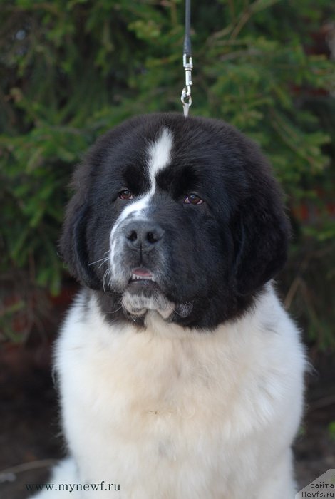 Фото: ньюфаундленд Sent Djons Vanilla Ice (Сент Джонс Ванилла Айс)