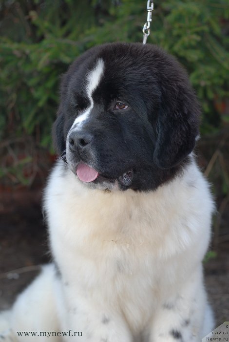 Фото: ньюфаундленд Sent Djons Vanilla Ice (Сент Джонс Ванилла Айс)