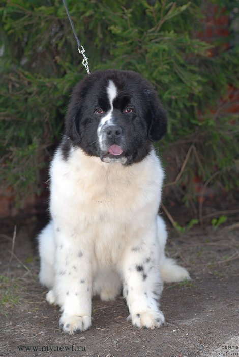 Фото: ньюфаундленд Sent Djons Vanilla Ice (Сент Джонс Ванилла Айс)