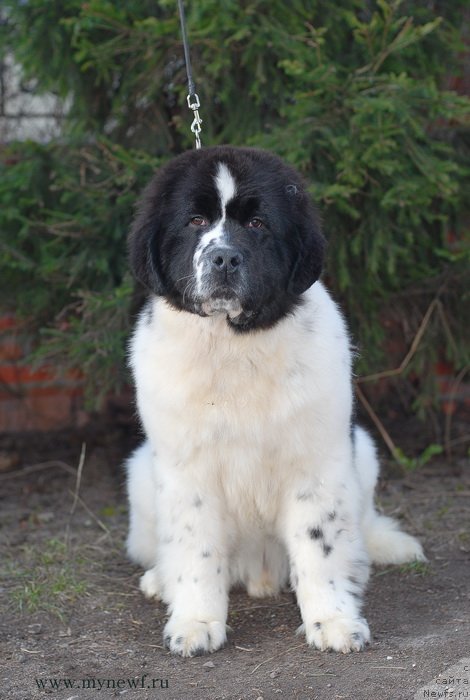 Фотография № 124341