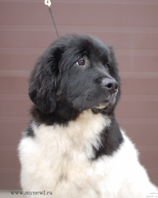 Фото: ньюфаундленд Sent Djons Verona (Сент Джонс Верона)