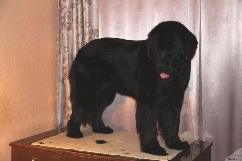 Фото: ньюфаундленд Uyutnaya Dolina Black Diamond Velinda (Уютная Долина Блэк Даймонд Велинда)