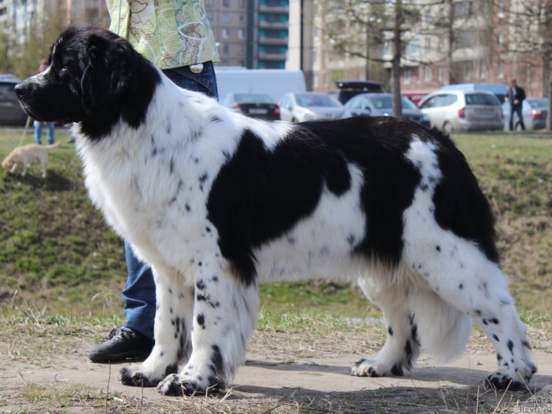 Фотография № 124373