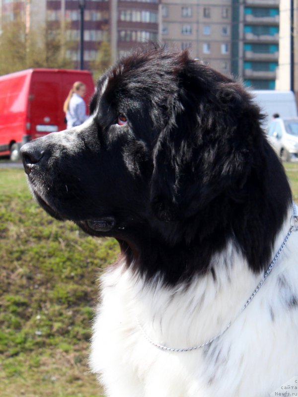 Фото: ньюфаундленд Piternyuf Honey-Money (Питерньюф Хонеу-Монеу)