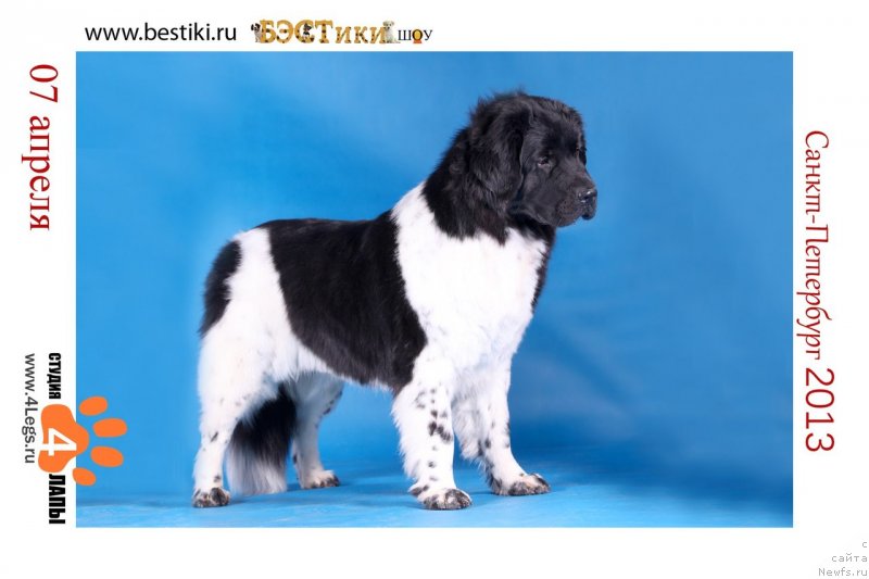 Фото: ньюфаундленд Plushevaya Panda Felicita (Плюшевая Панда Феличита)