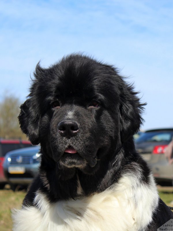 Фотография № 124384