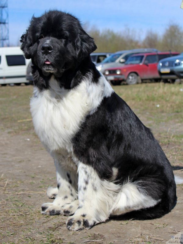 Фотография № 124386