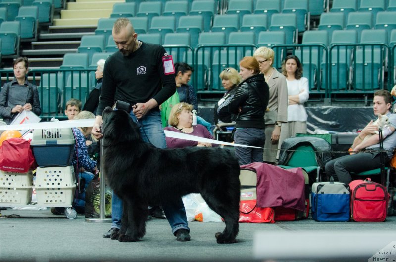 Фото: ньюфаундленд Princ Al'finskiy (Принц Альфинский), Andrey Komissarov (Андрей Комиссаров)