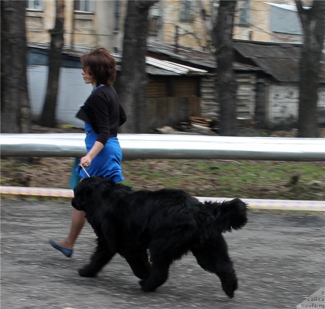 Фото: ньюфаундленд My Fulgido Stella (Май Фульджидо Стелла), Lyudmila Kudryavceva (Людмила Кудрявцева)