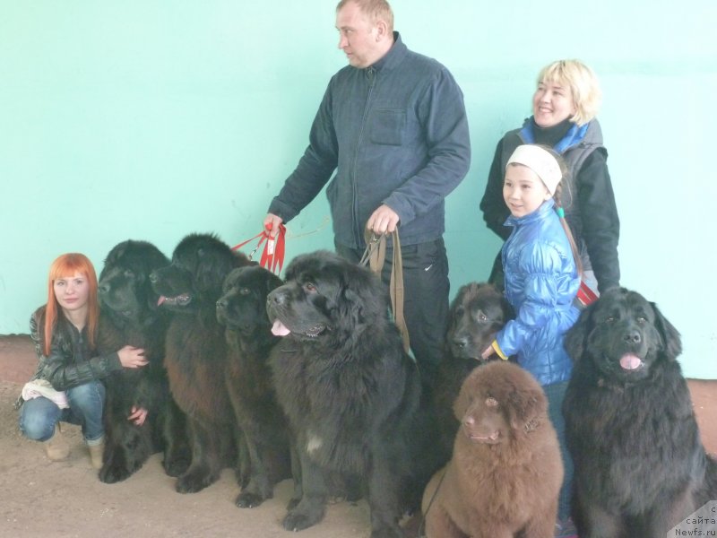 Фото: ньюфаундленд Na Grebne Volnyi Korolevskiy Syin (На Гребне Волны Королевский Сын)