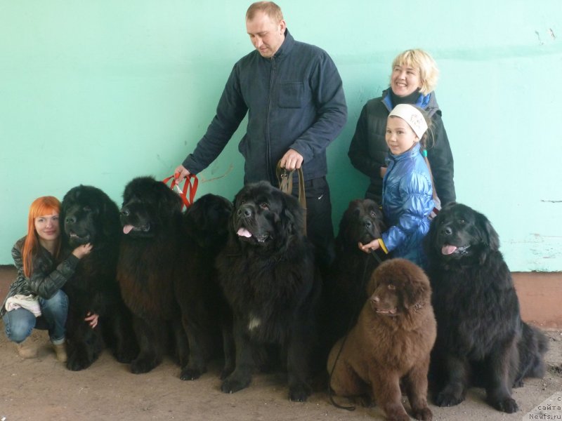 Фото: ньюфаундленд Na Grebne Volnyi Korolevskiy Syin (На Гребне Волны Королевский Сын)