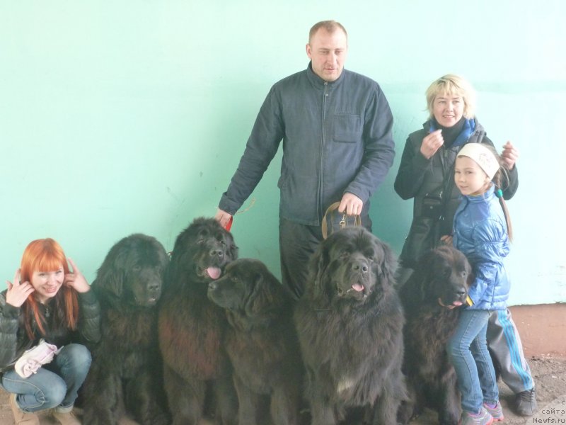 Фото: ньюфаундленд Na Grebne Volnyi Korolevskiy Syin (На Гребне Волны Королевский Сын)