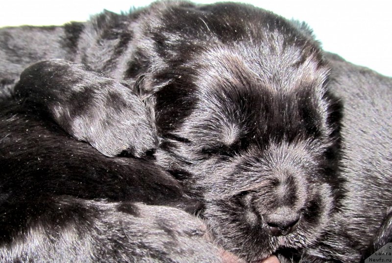 Фото: Детки, ньюфаундленд Vaviloniya Best (Вавилония Бест), ньюфаундленд Ih Vyisochestvo Vladlena Madjiks (Их Высочество Владлена Маджикс), ньюфаундленд S'Nezhnaya Vjuga Armando Parusso (С'Нежная Вьюга Армандо Паруссо)