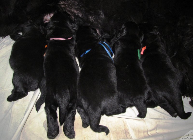 Фото: Детки, ньюфаундленд Ih Vyisochestvo Vladlena Madjiks (Их Высочество Владлена Маджикс), ньюфаундленд S'Nezhnaya Vjuga Armando Parusso (С'Нежная Вьюга Армандо Паруссо)