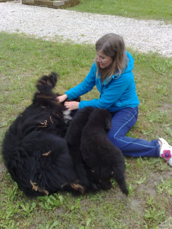 Фото: ньюфаундленд Mississippi-Missouri Friendly Girl