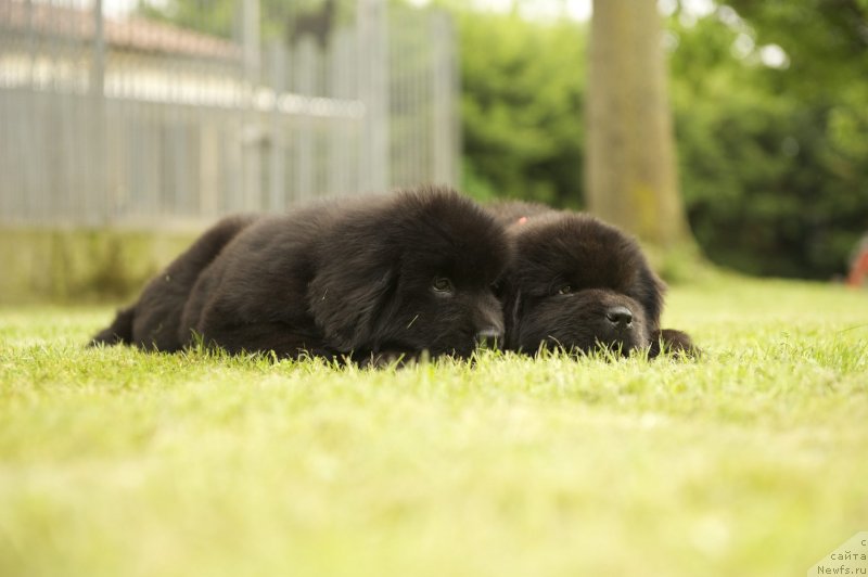 Фото: ньюфаундленд Mississippi-Missouri Friendly Girl
