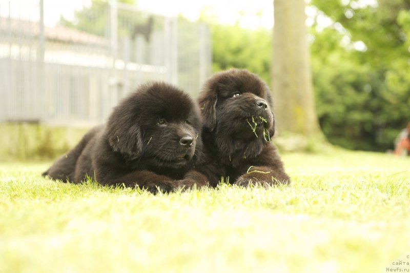 Фото: ньюфаундленд Mississippi-Missouri Friendly Girl