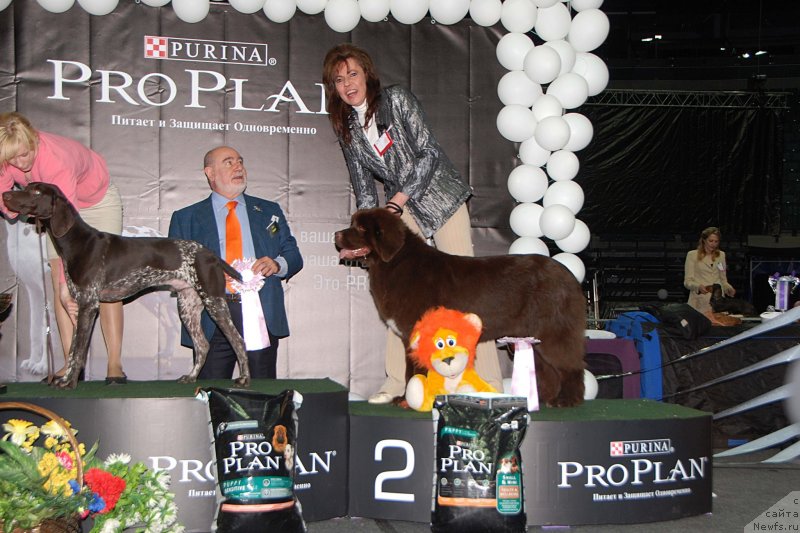 Фото: ньюфаундленд Aquatoriya Kelvin Heather Honey (Акватория Келвин Хизер Хани)