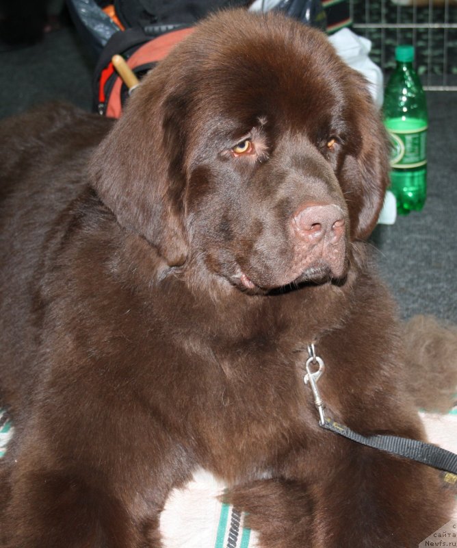 Фото: ньюфаундленд Aquatoriya Kelvin Heather Honey (Акватория Келвин Хизер Хани)