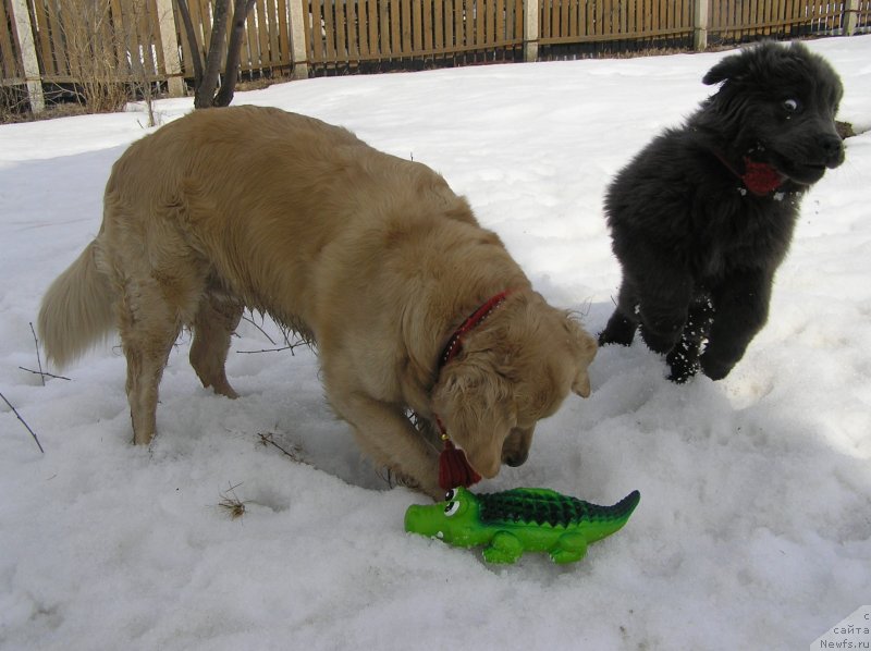 Фото: ньюфаундленд Dyurbahler Klab Al'faretta Vin'etta (Дюрбахлер Клаб Альфаретта Виньетта), Лиса
