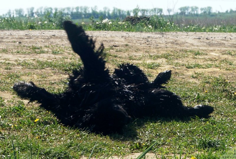 Фото: ньюфаундленд Charuyuschiy Chezario (Чарующий Чезарио)