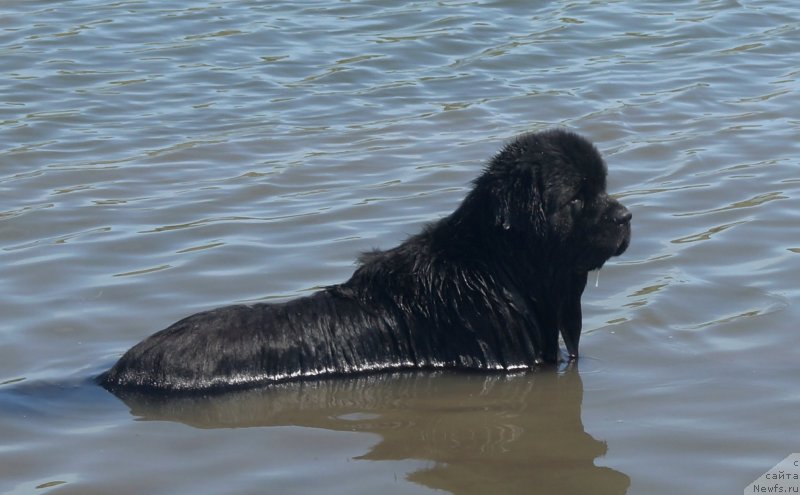 Фото: ньюфаундленд Charuyuschiy Chezario (Чарующий Чезарио)