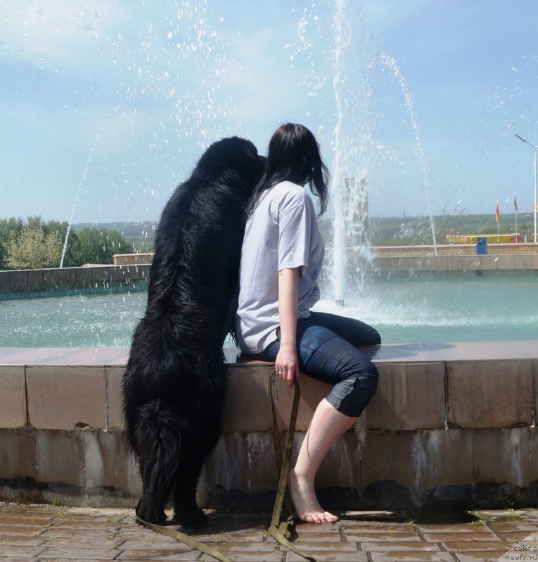 Фото: ньюфаундленд Charuyuschiy Chezario (Чарующий Чезарио)