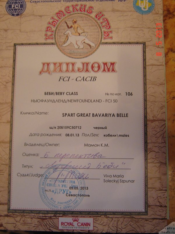 Фото: ньюфаундленд Spart Great Bavariya Bell (Спарт Грейт Бавария Бель)