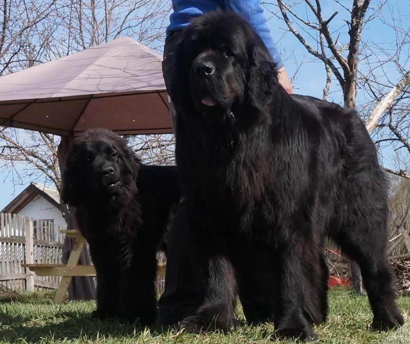 Фото: Старди Коллекшн Ариадна  и Акватория Келвин Лаура Биаджотти